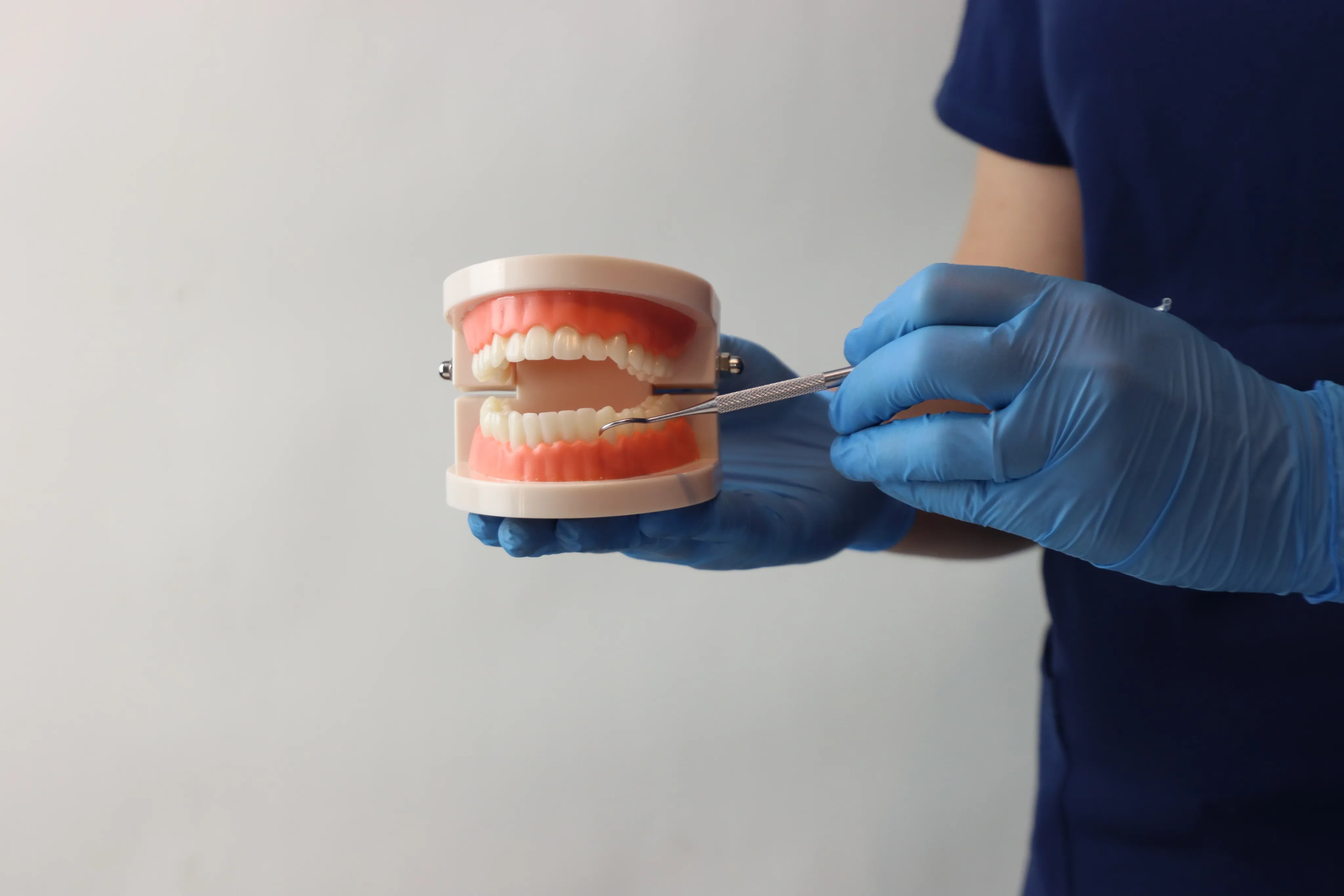 Dental professional demonstrating with a model